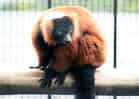動物図鑑・アカエリマキキツネザルの写真 7